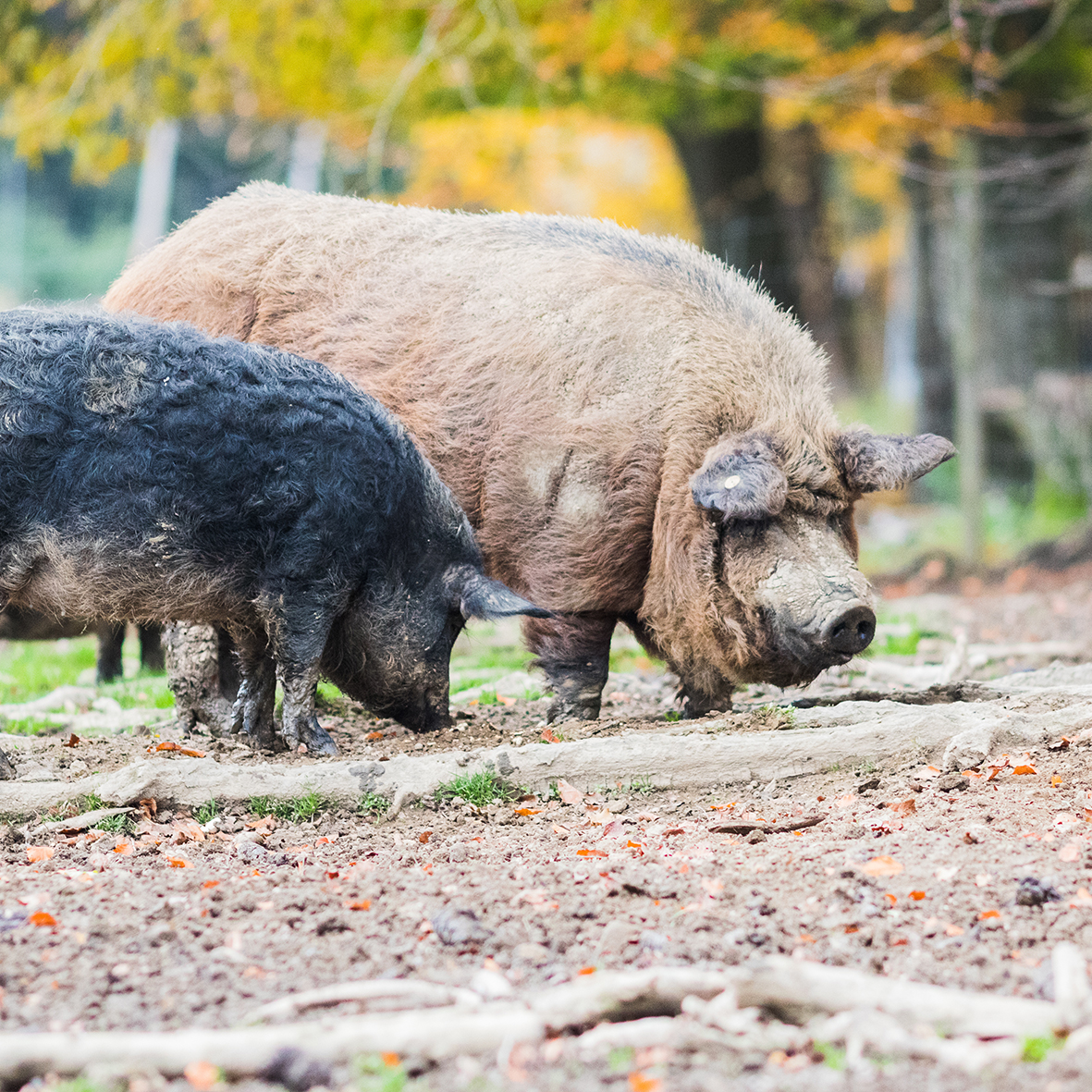 Mangalitza-Wollschwein und sein besonderes Fett